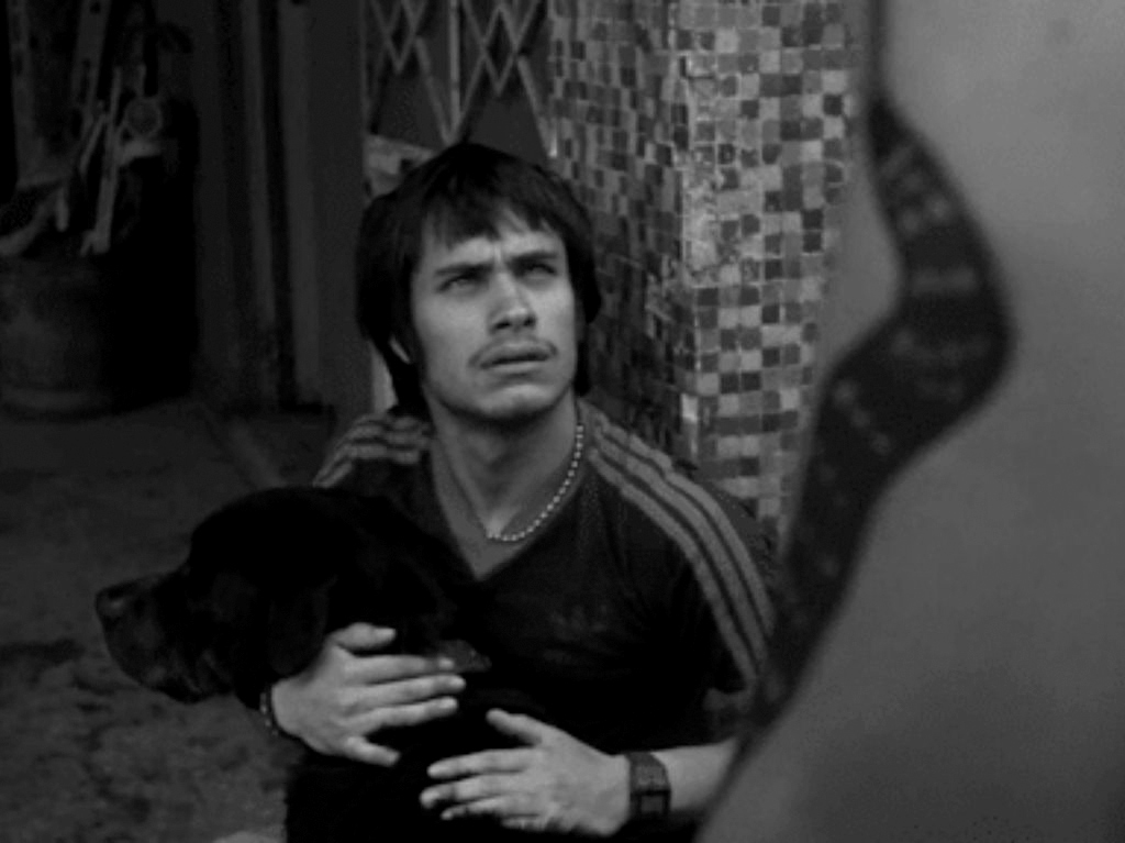 Amores Perros